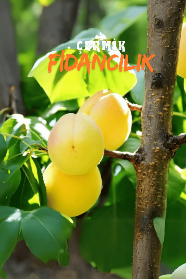 TÜPLÜ Iğdır Şalak Kayısı Fidanı