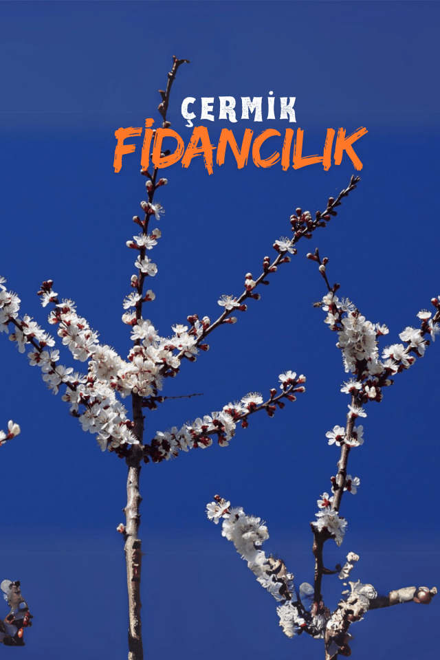 TÜPLÜ Iğdır Şalak Kayısı Fidanı