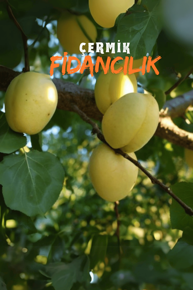 TÜPLÜ Iğdır Şalak Kayısı Fidanı