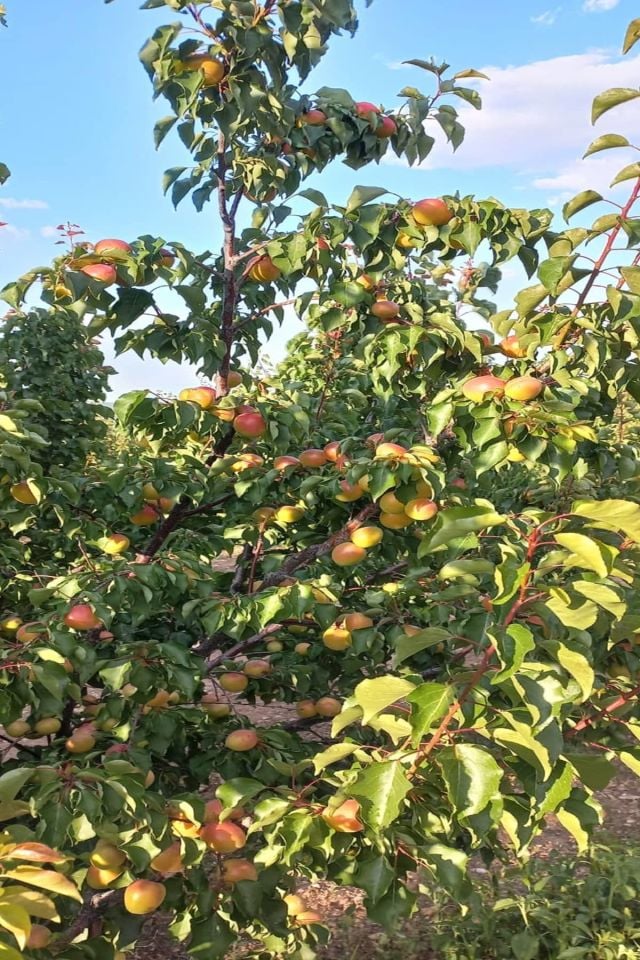 TÜPLÜ Yanaklı Şekerpare Kayısı Fidanı