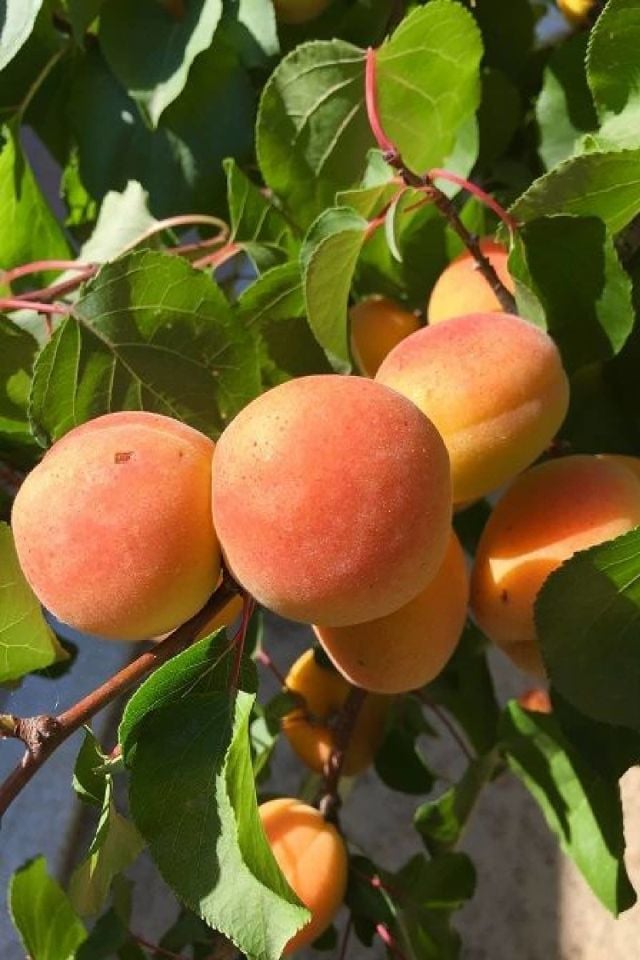 TÜPLÜ Yanaklı Şekerpare Kayısı Fidanı