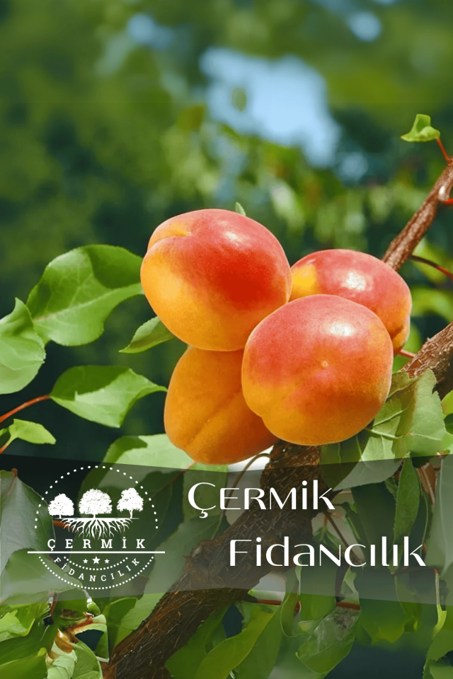 TÜPLÜ Yanaklı Şekerpare Kayısı Fidanı