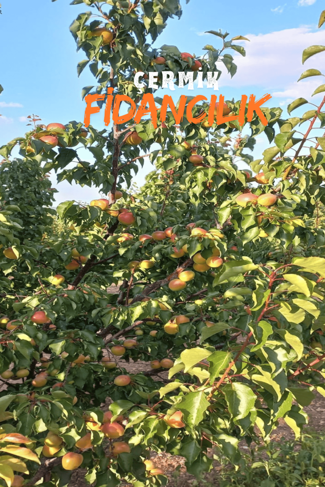 TÜPLÜ Yanaklı Şekerpare Kayısı Fidanı