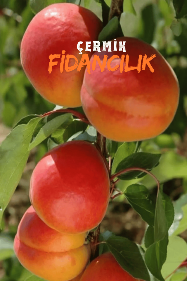 TÜPLÜ Yanaklı Şekerpare Kayısı Fidanı