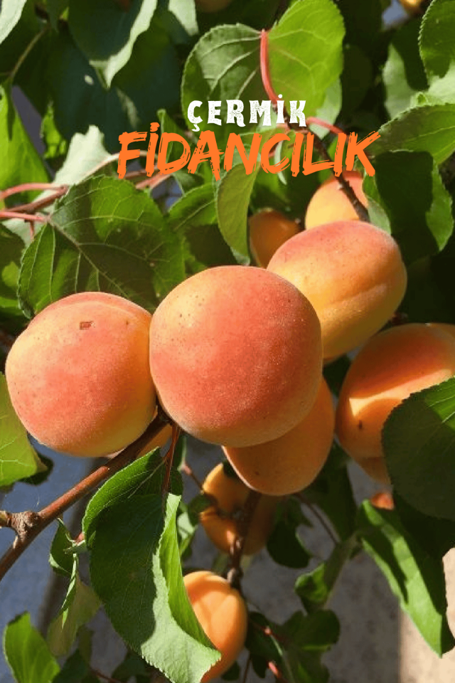 TÜPLÜ Yanaklı Şekerpare Kayısı Fidanı