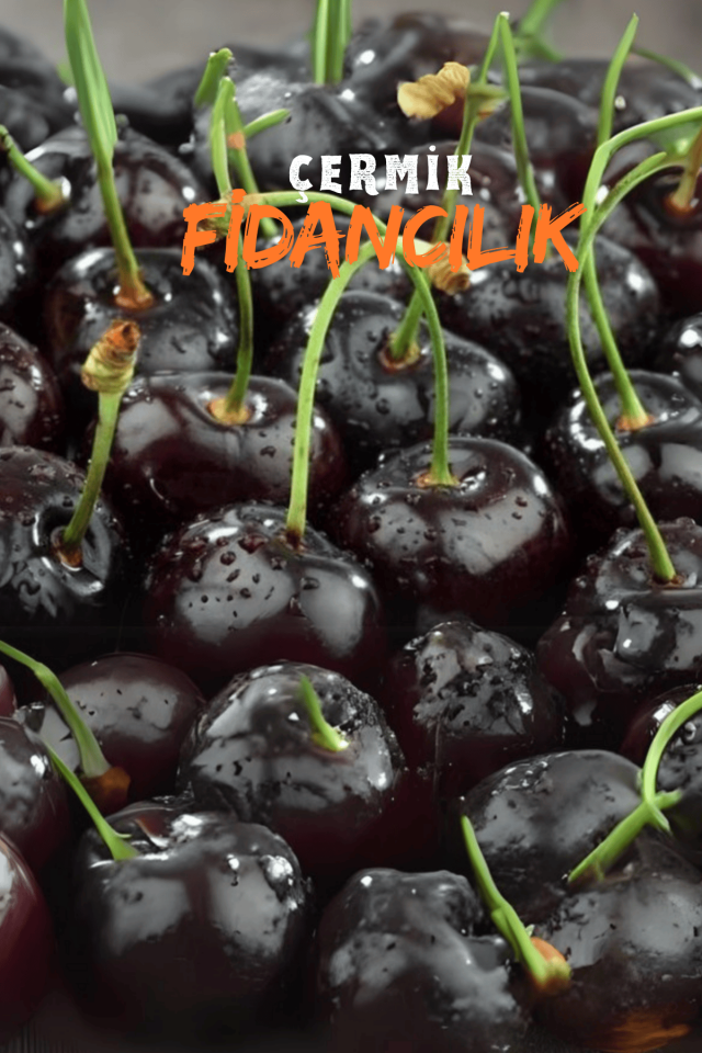 TÜPLÜ Kara Kiraz Fidanı