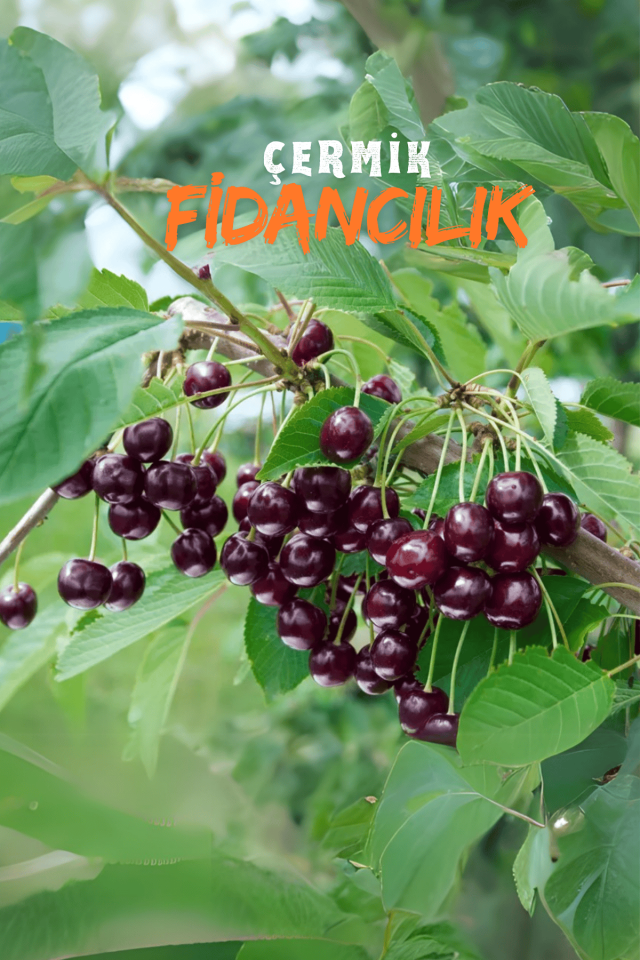 TÜPLÜ Kara Kiraz Fidanı