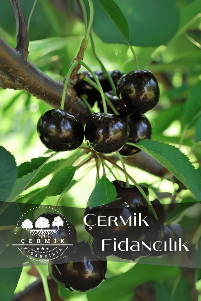 TÜPLÜ Kara Kiraz Fidanı