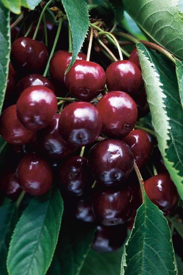 TÜPLÜ Kara Kiraz Fidanı