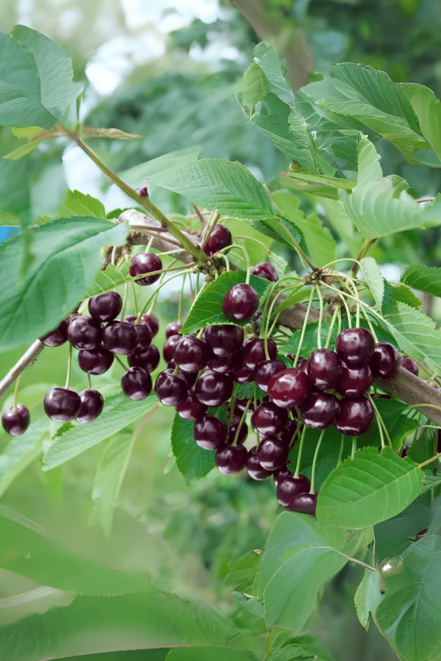 TÜPLÜ Kara Kiraz Fidanı