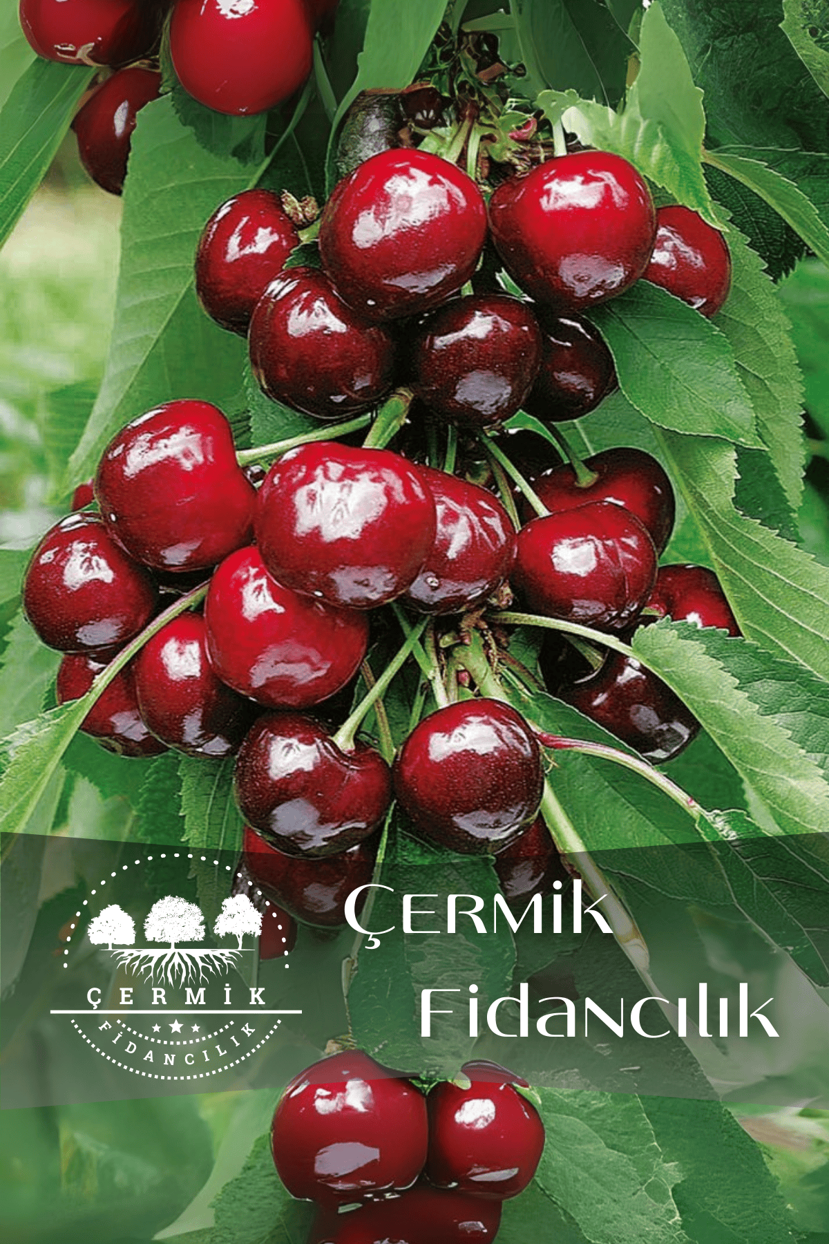 TÜPLÜ Napolyon Kiraz Fidanı