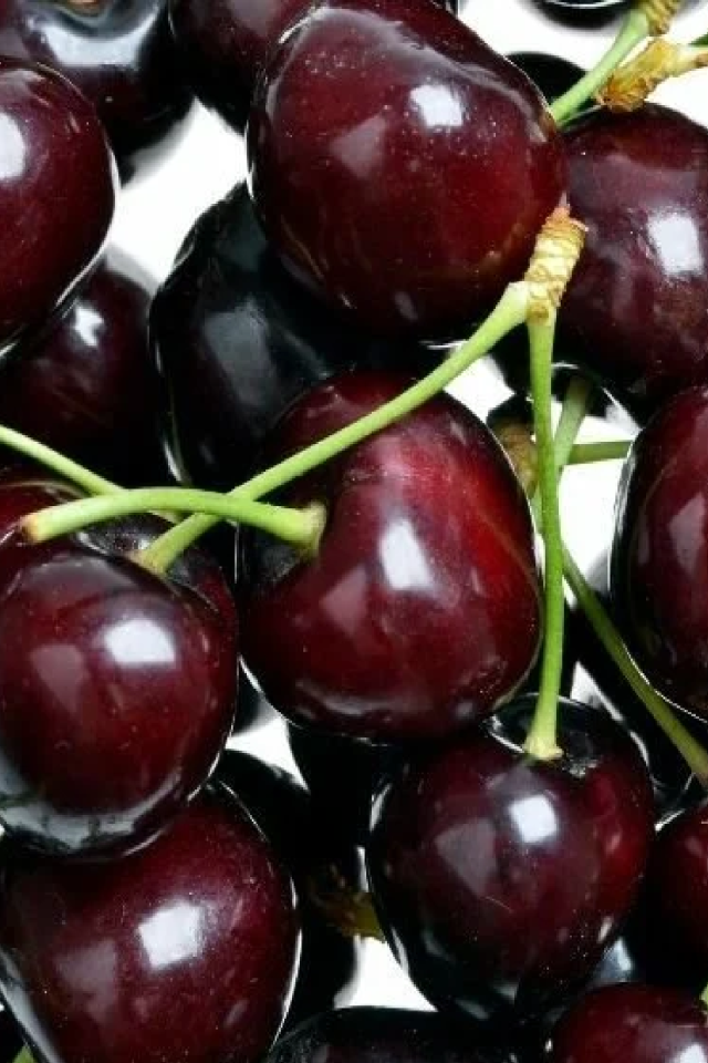 TÜPLÜ Napolyon Kiraz Fidanı