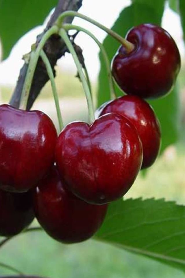 TÜPLÜ Napolyon Kiraz Fidanı