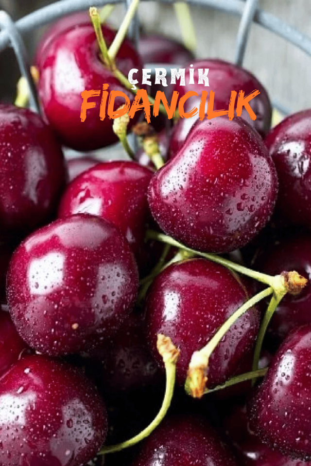 TÜPLÜ Napolyon Kiraz Fidanı