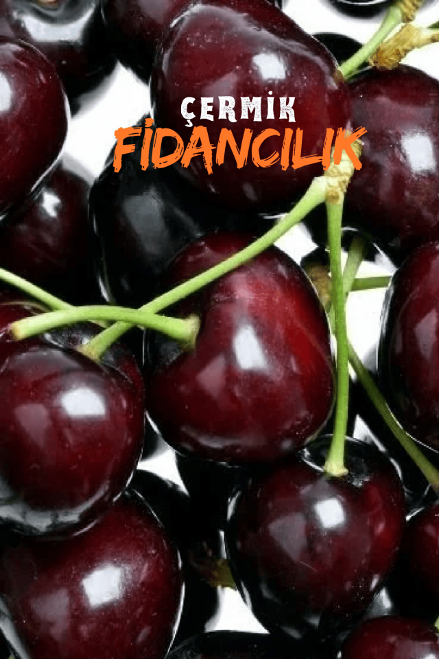 TÜPLÜ Napolyon Kiraz Fidanı