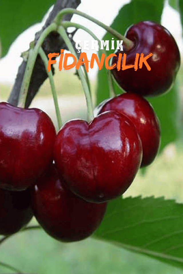 TÜPLÜ Napolyon Kiraz Fidanı