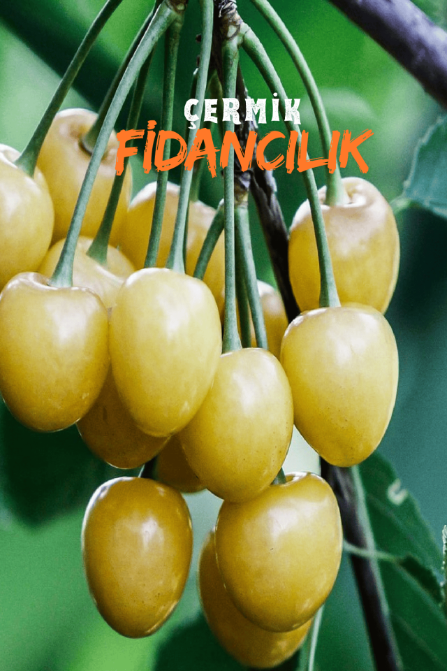 TÜPLÜ Sarı Kiraz Fidanı