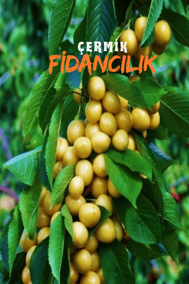 TÜPLÜ Sarı Kiraz Fidanı