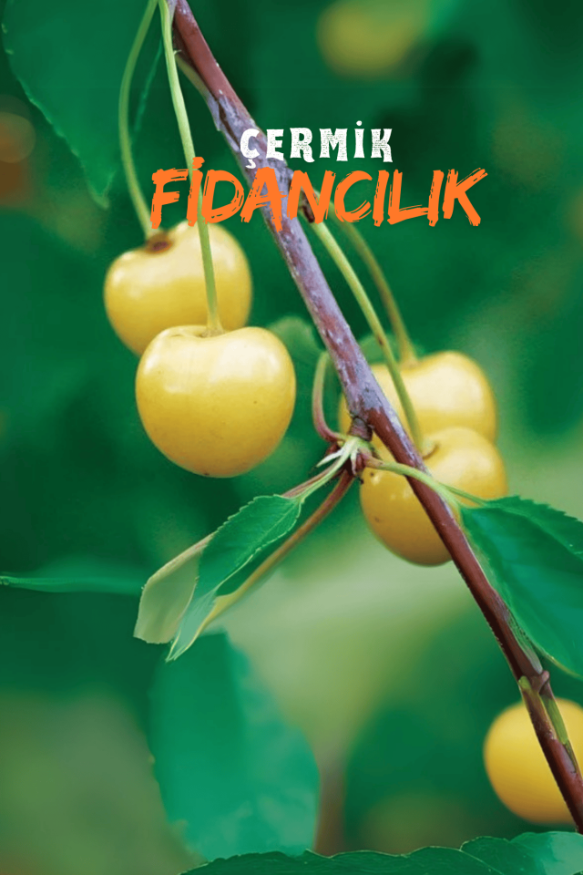 TÜPLÜ Sarı Kiraz Fidanı