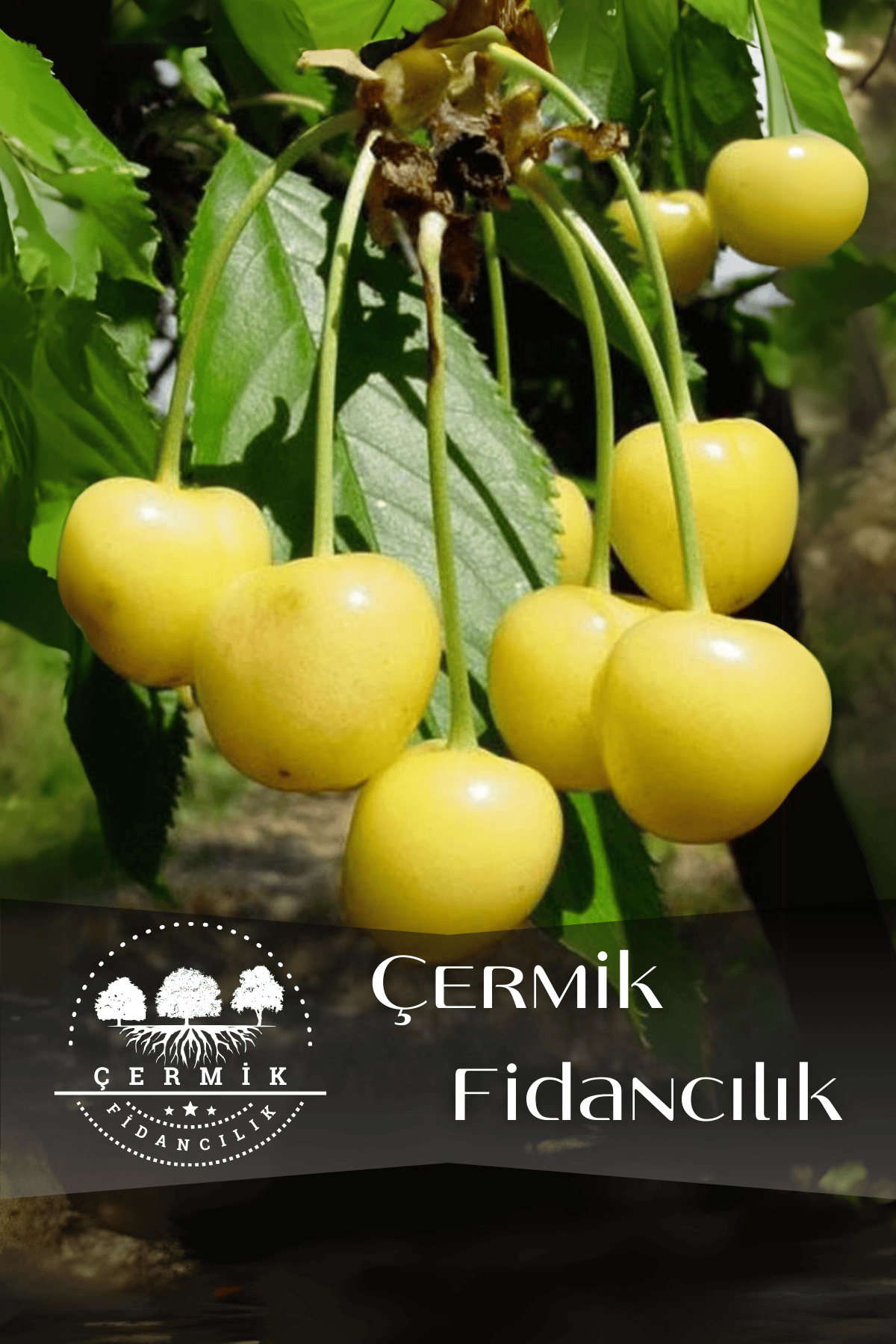 TÜPLÜ Sarı Kiraz Fidanı