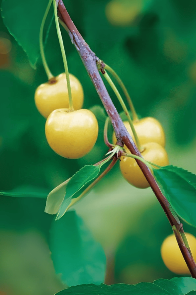 TÜPLÜ Sarı Kiraz Fidanı