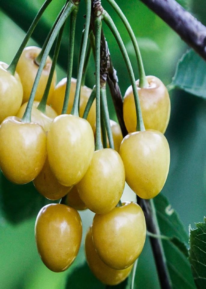 TÜPLÜ Sarı Kiraz Fidanı