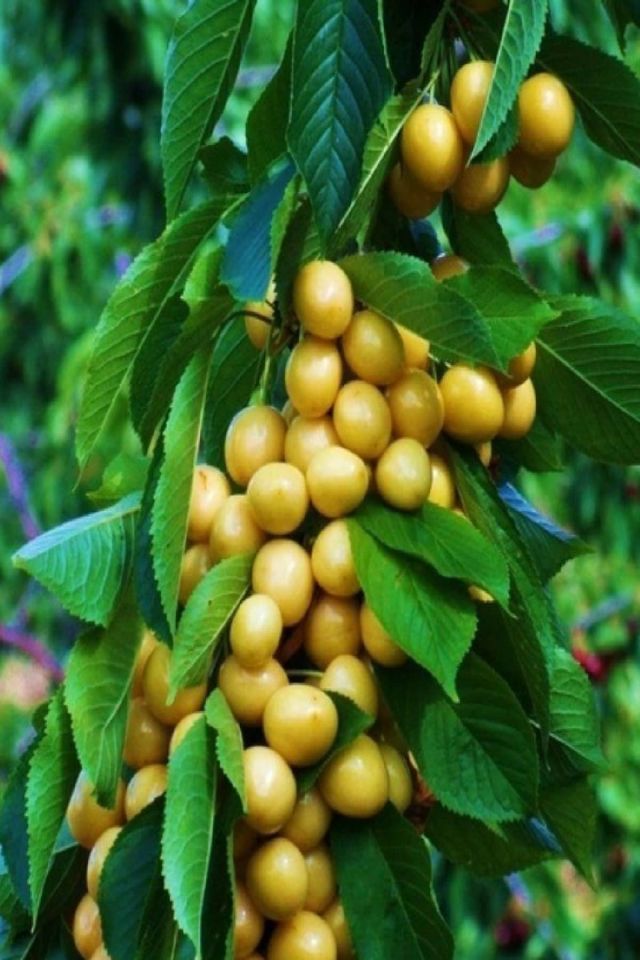 TÜPLÜ Sarı Kiraz Fidanı