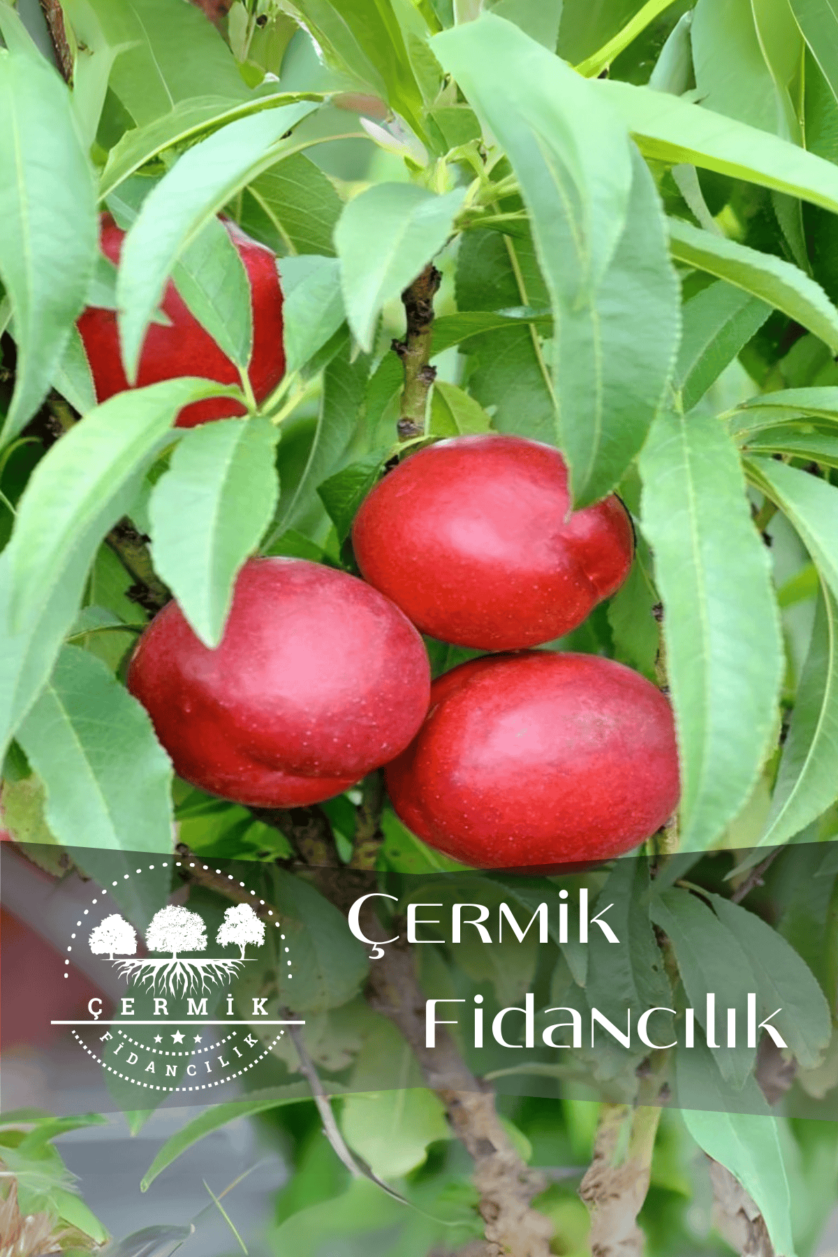 TÜPLÜ Bursa Kırmızı Nektarin Fidanı 3 Yaş