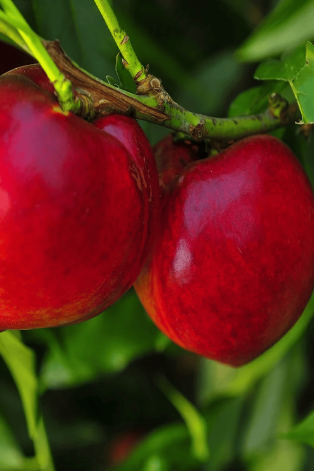 TÜPLÜ Bursa Kırmızı Nektarin Fidanı 3 Yaş