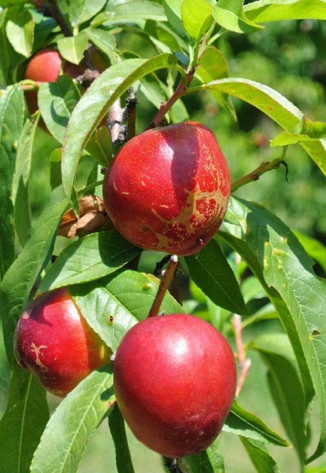 TÜPLÜ Bursa Kırmızı Nektarin Fidanı 3 Yaş