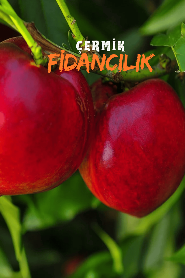 TÜPLÜ Bursa Kırmızı Nektarin Fidanı 3 Yaş