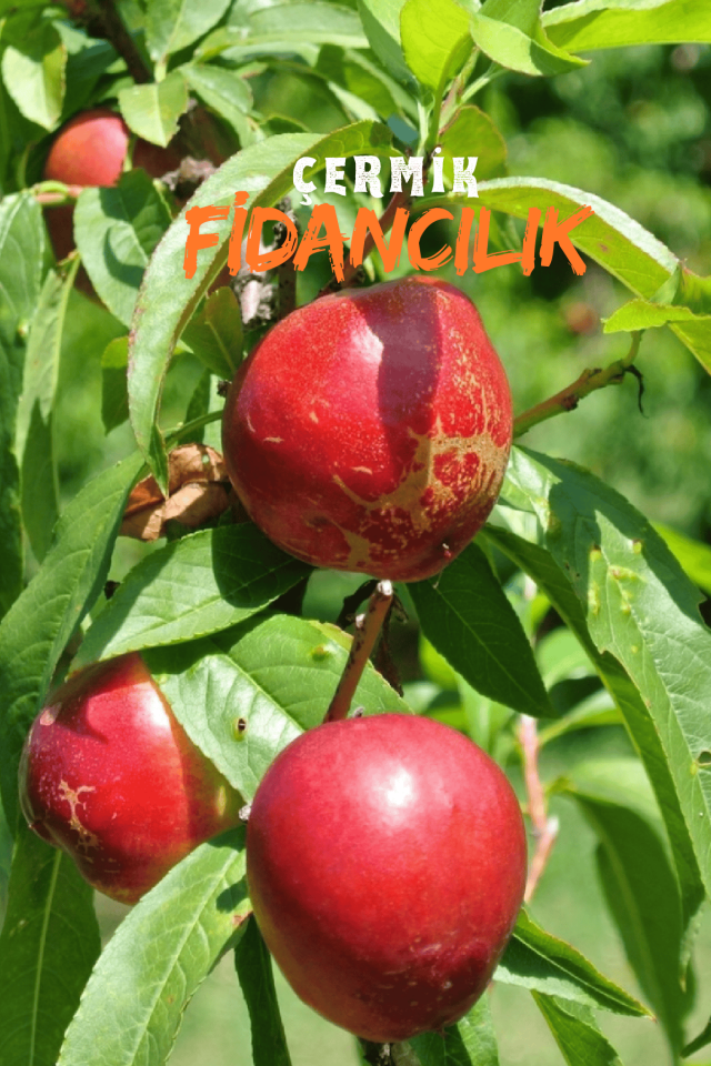 TÜPLÜ Bursa Kırmızı Nektarin Fidanı 3 Yaş