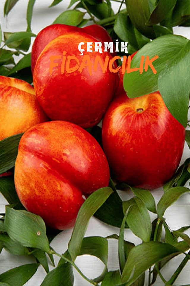 TÜPLÜ Bursa Kırmızı Nektarin Fidanı 3 Yaş