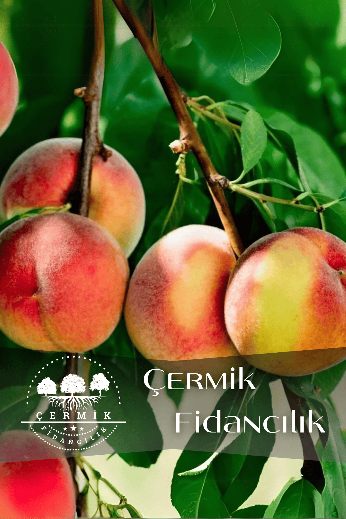 TÜPLÜ Yarma Şeftali Fidanı 3 Yaş