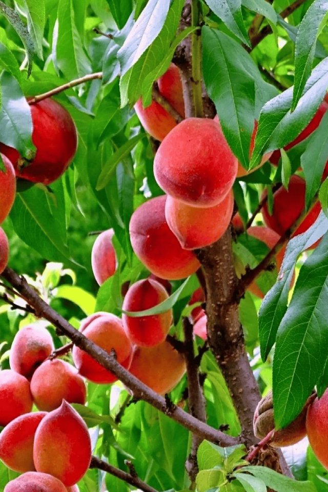 TÜPLÜ Yarma Şeftali Fidanı 3 Yaş