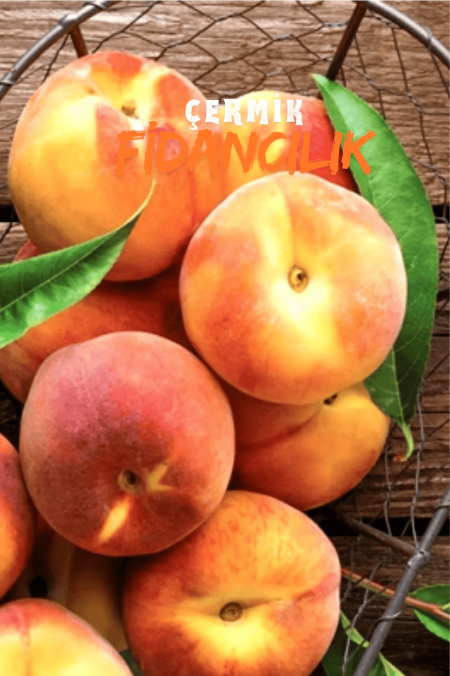 TÜPLÜ Yarma Şeftali Fidanı 3 Yaş
