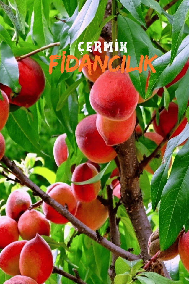 TÜPLÜ Yarma Şeftali Fidanı 3 Yaş