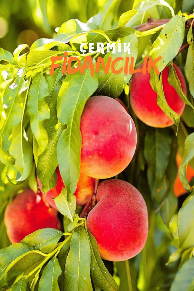 TÜPLÜ Yarma Şeftali Fidanı 3 Yaş