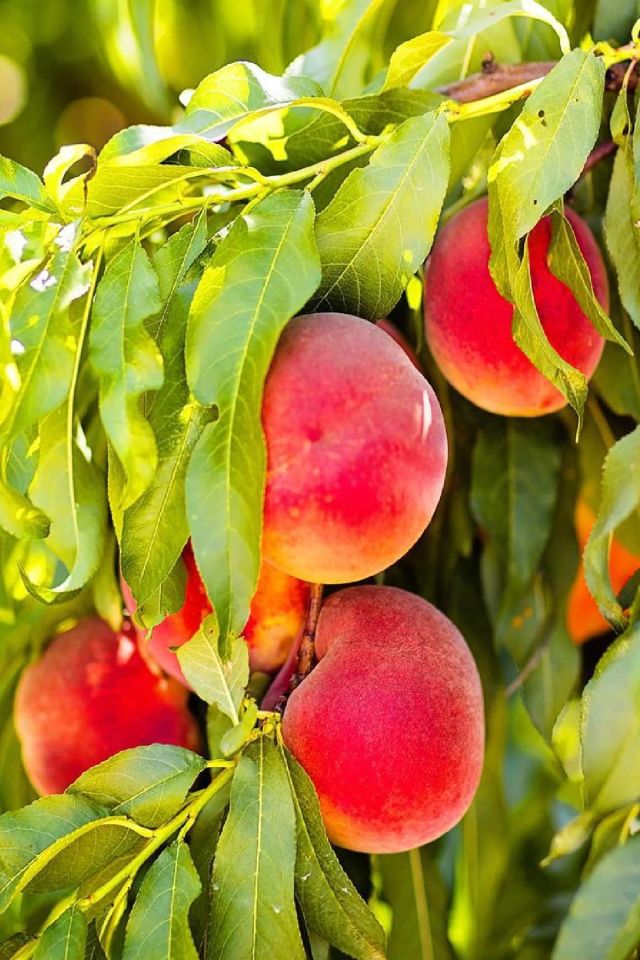 TÜPLÜ Yarma Şeftali Fidanı 3 Yaş