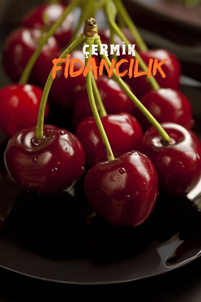 TÜPLÜ Vişne Fidanı