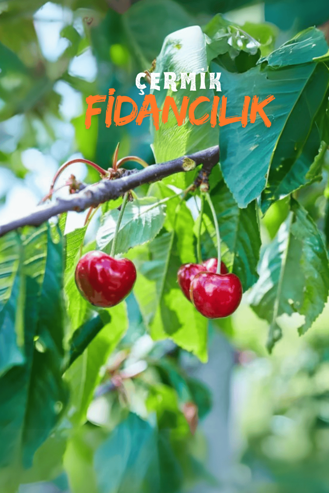 TÜPLÜ Vişne Fidanı