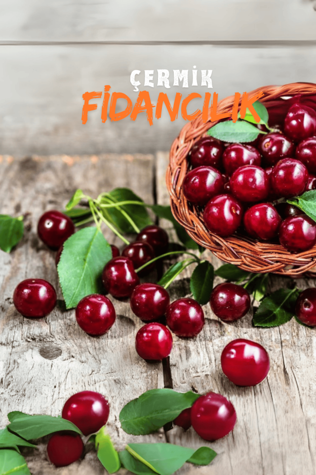 TÜPLÜ Vişne Fidanı