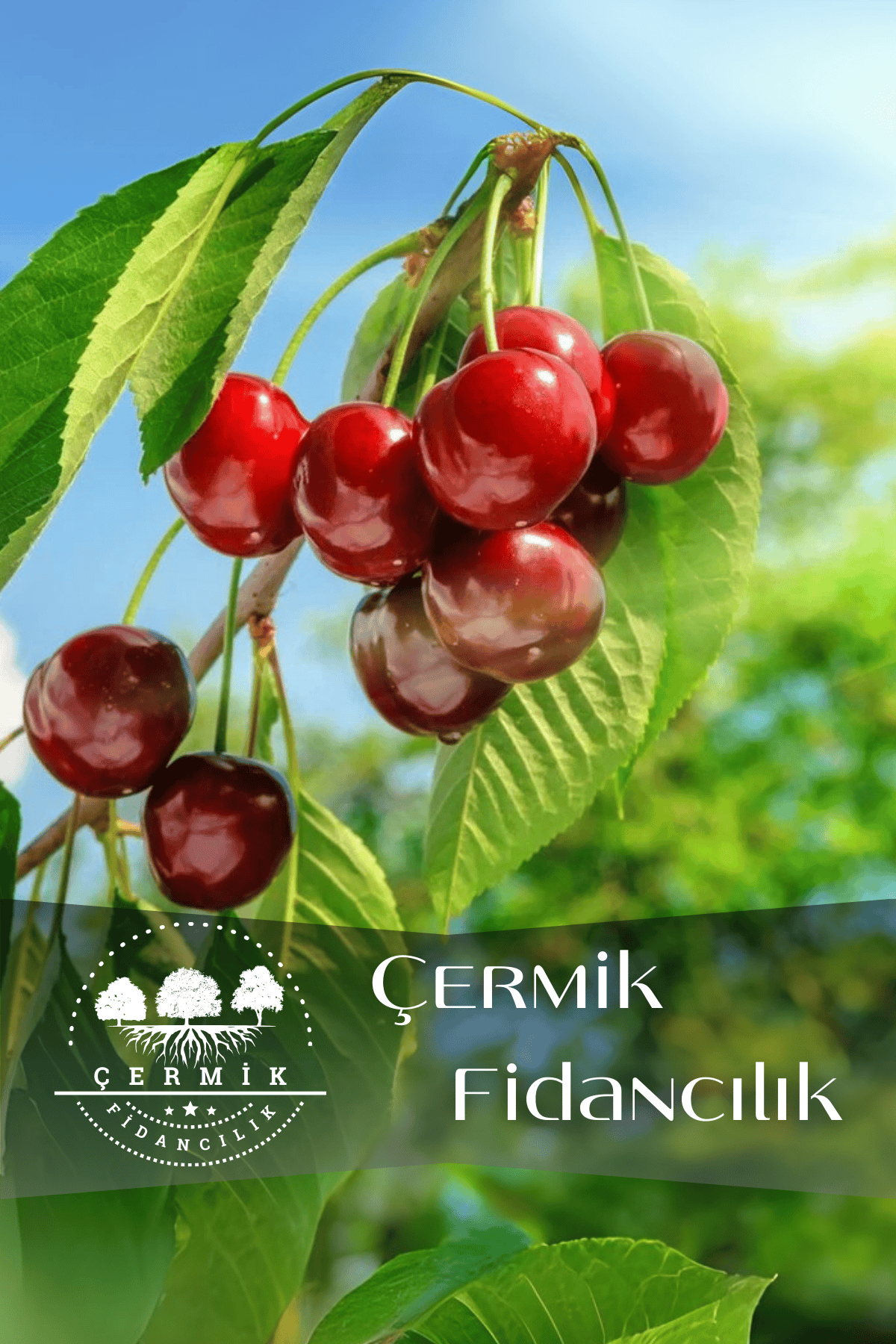 TÜPLÜ Vişne Fidanı