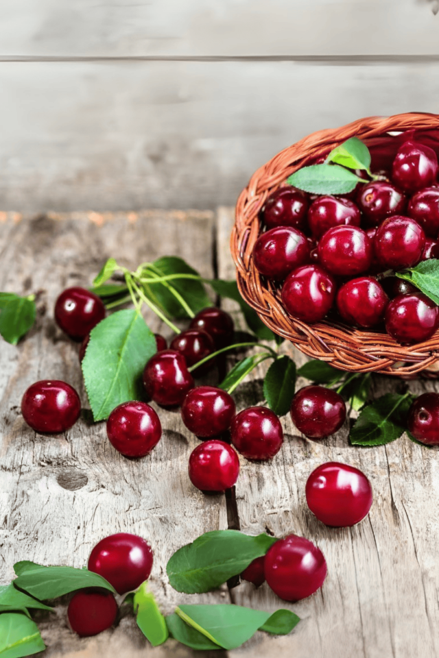 TÜPLÜ Vişne Fidanı