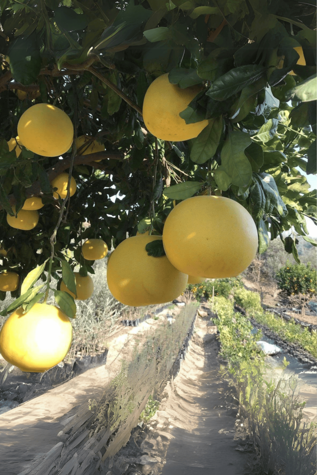 Tüplü İri Meyveli Ağaç Kavunu Şadok Pomelo Fidanı