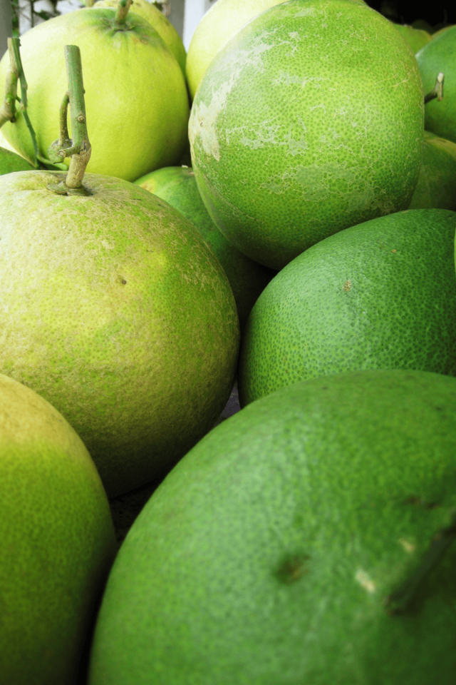 Tüplü İri Meyveli Ağaç Kavunu Şadok Pomelo Fidanı