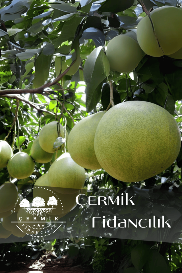 Tüplü İri Meyveli Ağaç Kavunu Şadok Pomelo Fidanı