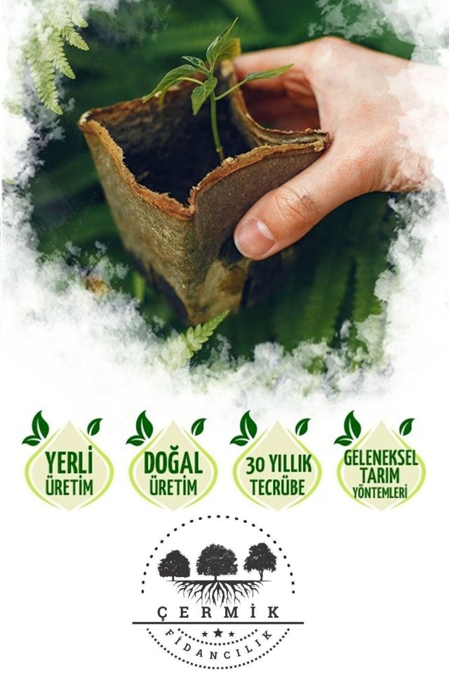 Beyaz Dolomit Taş 10 Kg 4-6 Cm Çakıl Taşı Bahçe Peysaj Süs Taşı