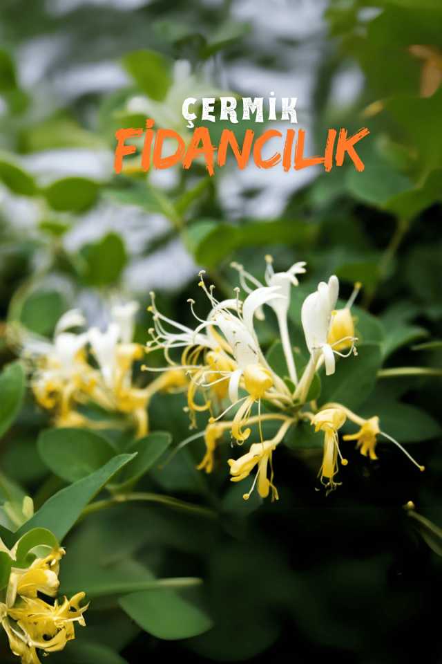 Kokulu Hanımeli Sarmaşık Fidanı