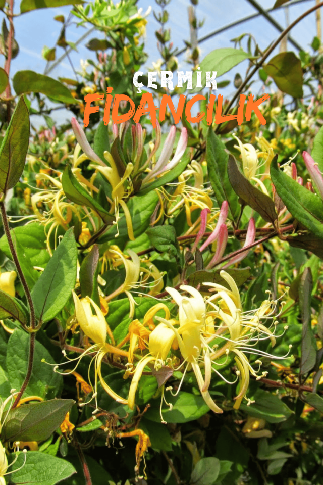 Kokulu Hanımeli Sarmaşık Fidanı